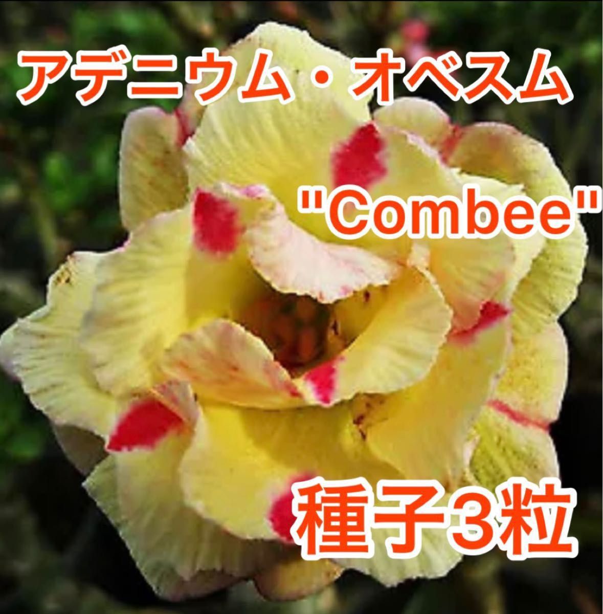 アデニウム・オベスム　Combee 種子3粒