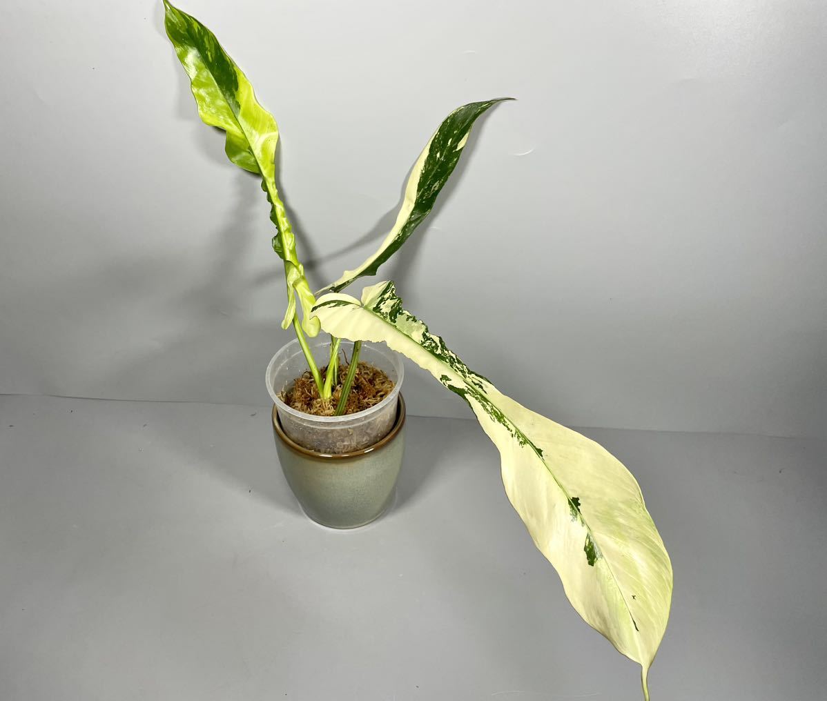 フィロデンドロン ジョーピー 斑入り Joepii variegated-