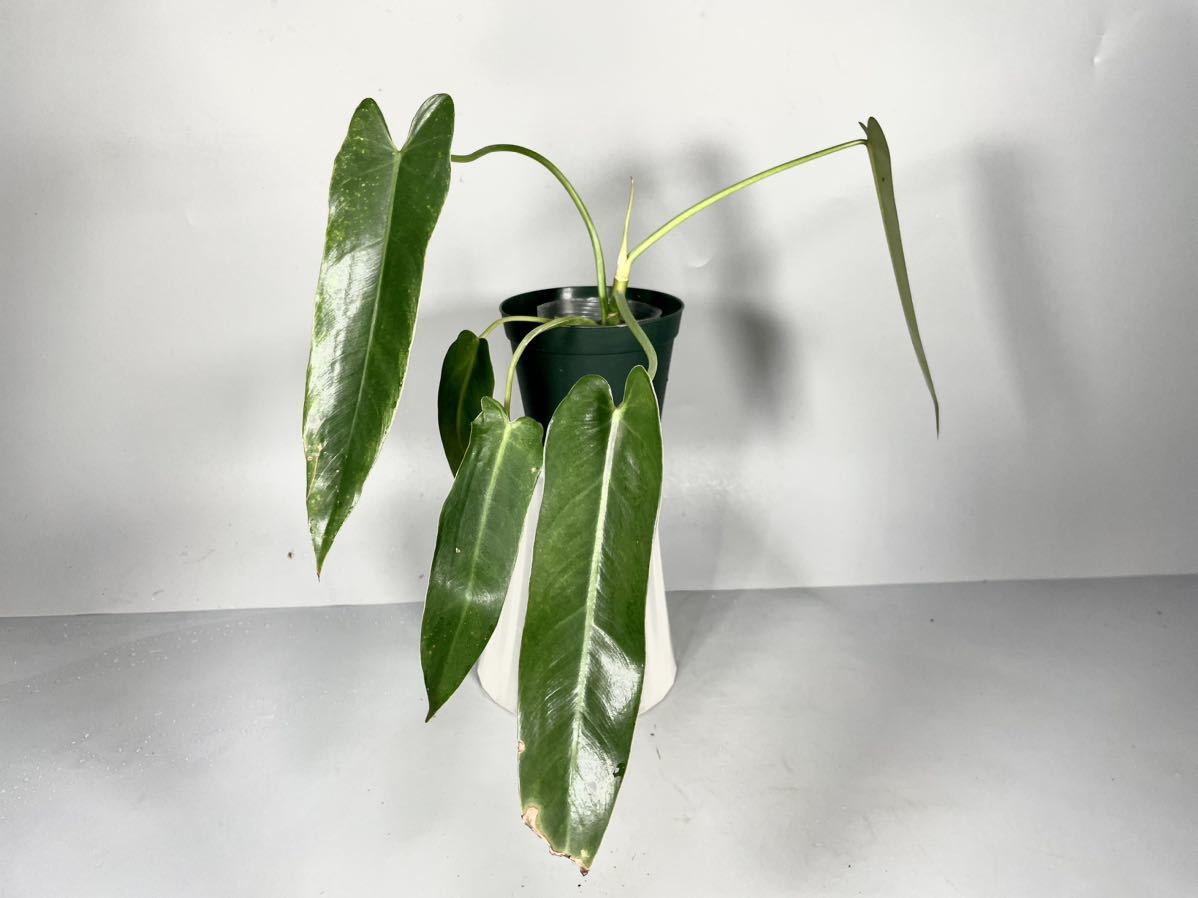 「44」Philodendron Spiritus Sancti フィロデンドロン スピリタス　サンチ　PSS_画像3