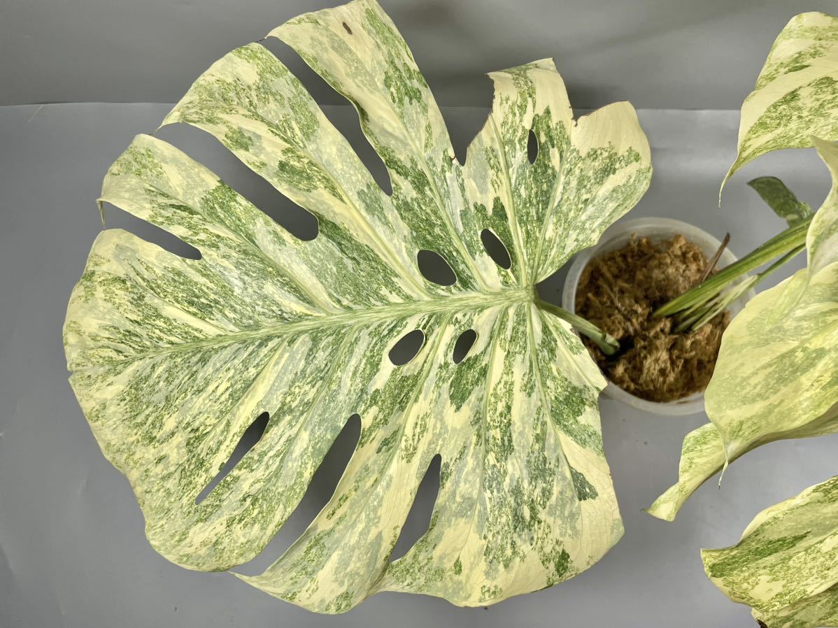 販売新品 【超希少】Monstera Legacy Variegata レガシー