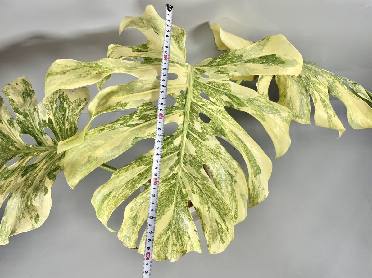 Yahoo!オークション - 絶希少 Monstera Legacy Variegata Yahoo!オークション - 絶希少 Monstera Legacy Variegata