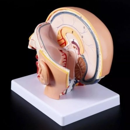 新品# 頭蓋骨人体解剖 ヘッド 精密 教材 模型 脳 脳動脈 解剖 教材 医学 完成品 模型 モデル PVC 学校 病院
