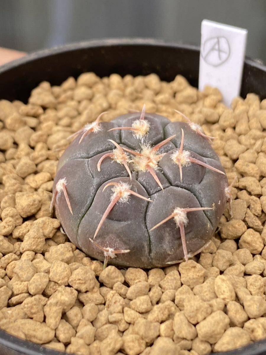 実生選抜Ａ　Gymnocalycium prochazkianum VS141 ギムノカリキウム プロチャズキアナム　サボテン　白粉系　検）ベルクティ　バリスピナム_画像3