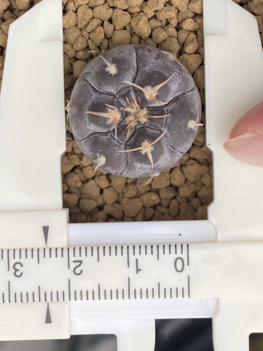 実生選抜B　Gymnocalycium prochazkianum VS141 ギムノカリキウム プロチャズキアナム　サボテン　白粉系　検）ベルクティ　バリスピナム_画像5