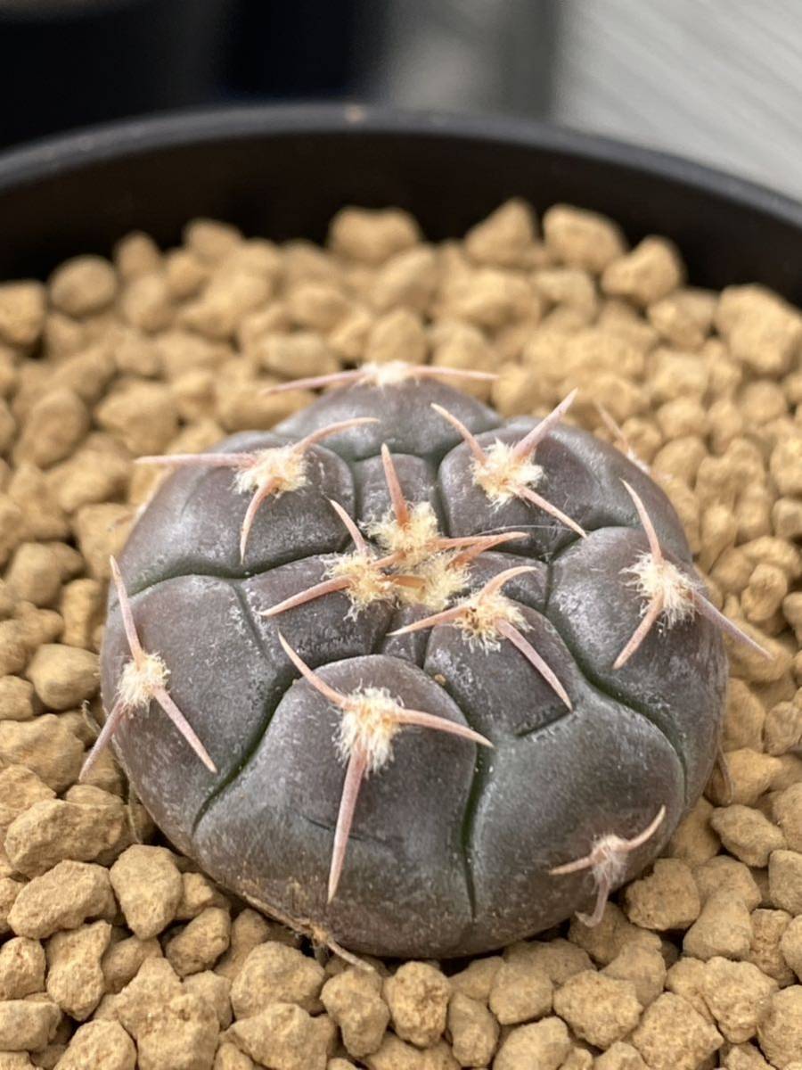 実生選抜C　Gymnocalycium prochazkianum VS141 ギムノカリキウム プロチャズキアナム　サボテン　白粉系　検）ベルクティ　バリスピナム_画像4