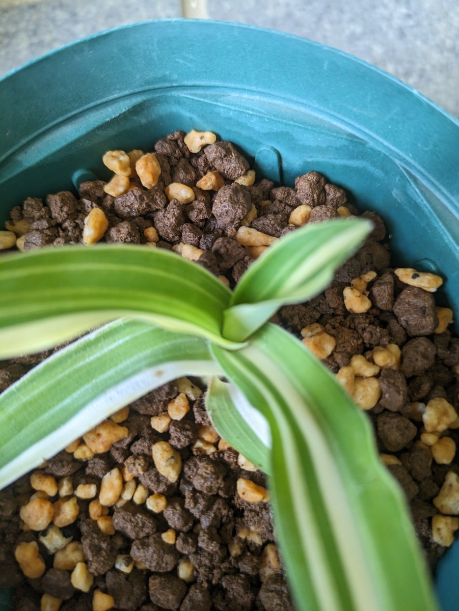 ツユクサ　イボクサ　多肉植物　murdannia bracteata variegata ムルダニア・ブラクティアタ　斑入り_出品苗です。