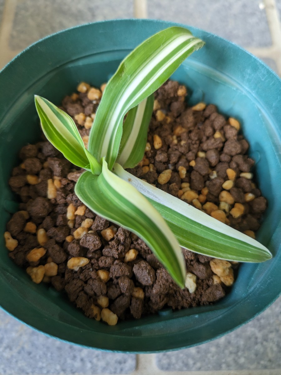 ツユクサ　イボクサ　多肉植物　murdannia bracteata variegata ムルダニア・ブラクティアタ　斑入り_画像4