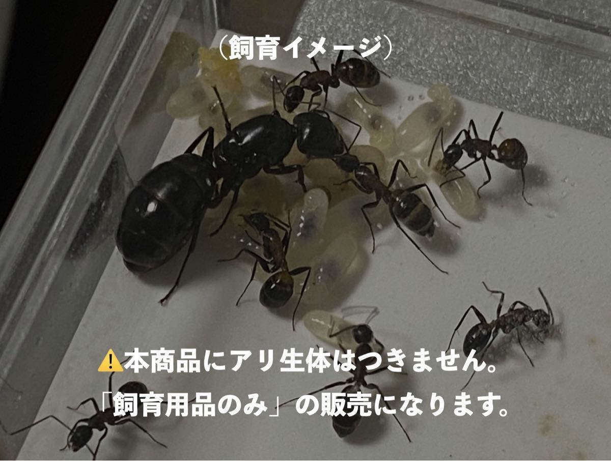 【アリ飼育】増築用 石膏巣