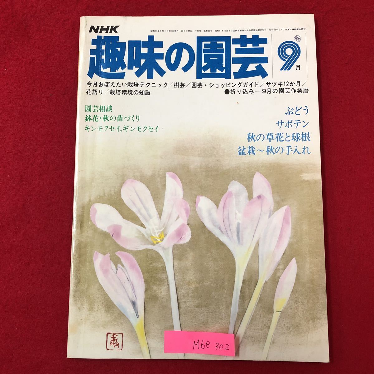 M6e-302 NHK 趣味の園芸9月 今月おぼえたい栽培テクニック 樹芸 園芸 ショッピングガイド サツキ12カ月 園芸相談など 昭和53年9月1日発行_画像1