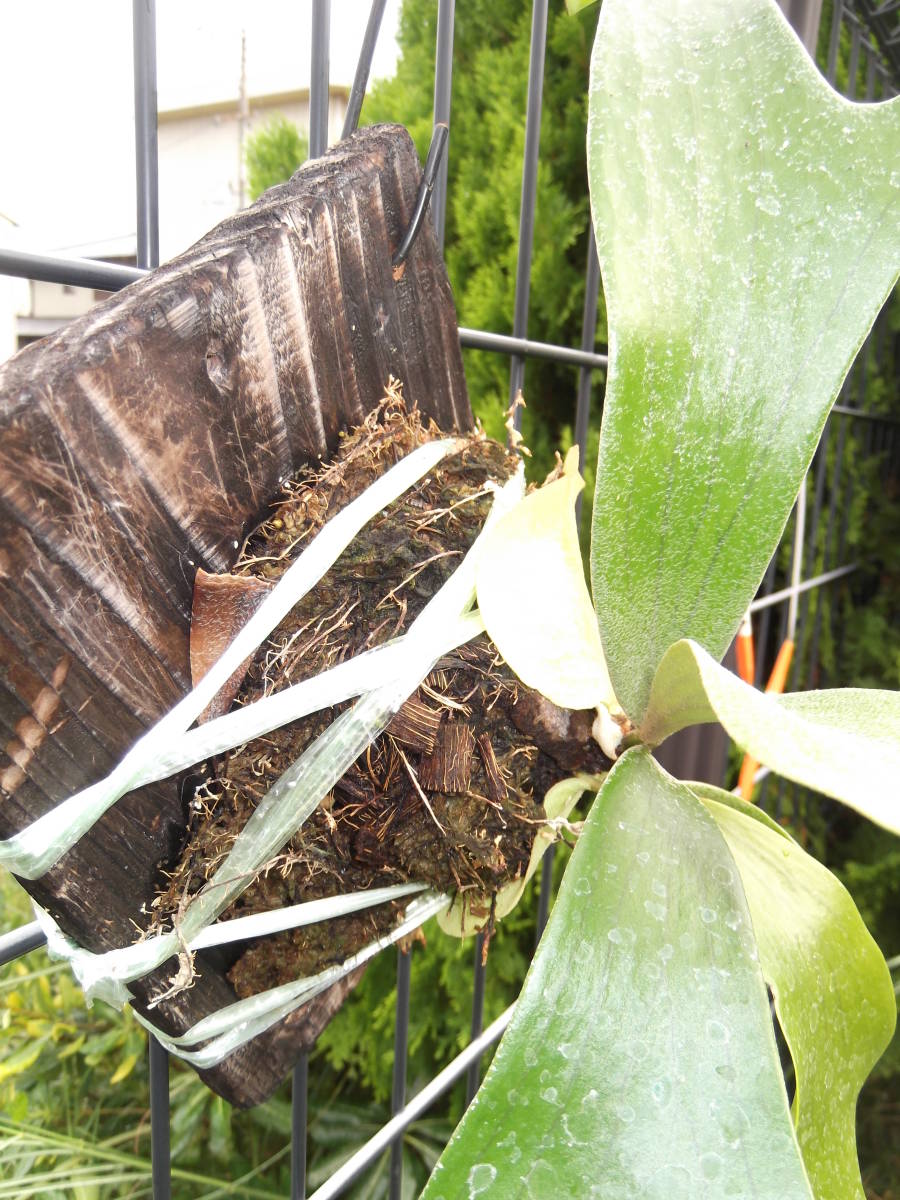  staghorn fern P,Walrusii stock dividing . stock 