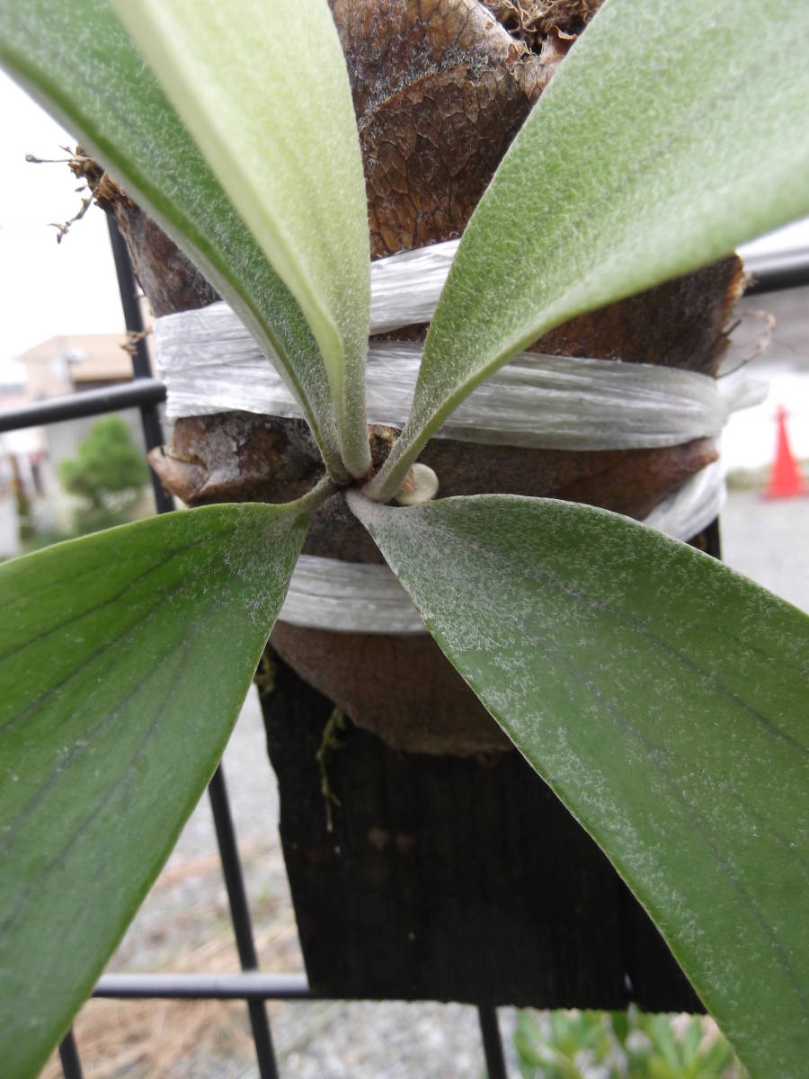  staghorn fern P,Mulford. stock 