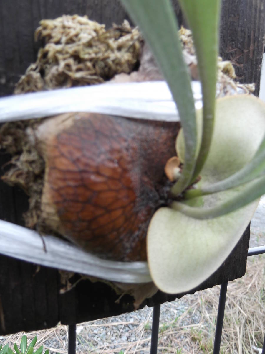  staghorn fern P, La Reunion Island. stock 