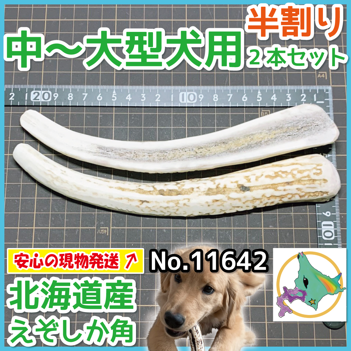 鹿の角 犬 現物発送 ■ 中～大型犬用 ■ 天然 北海道産 蝦夷鹿の角 ■ 半割り 2本セット ■ 犬のおもちゃ ■ 無添加 エゾシカ ツノ 11642_画像1