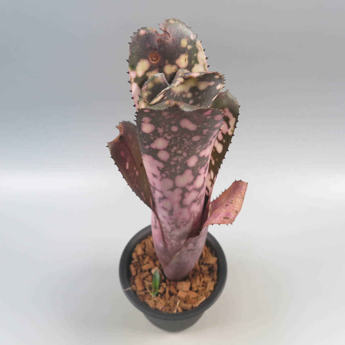 2. ビルベルギア ☆ Billbergia Hallelujah x Domingos Martins 2. ビルベルギア ☆ Billbergia Hallelujah x Domingos Martins