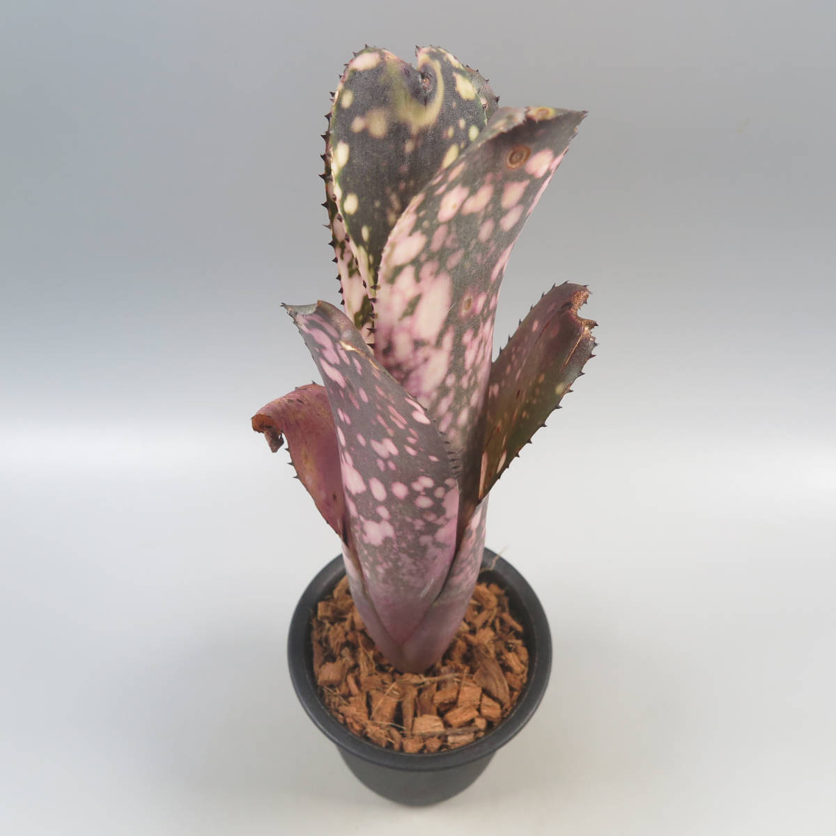 2. ビルベルギア ☆ Billbergia Hallelujah x Domingos Martins 2. ビルベルギア ☆ Billbergia Hallelujah x Domingos Martins
