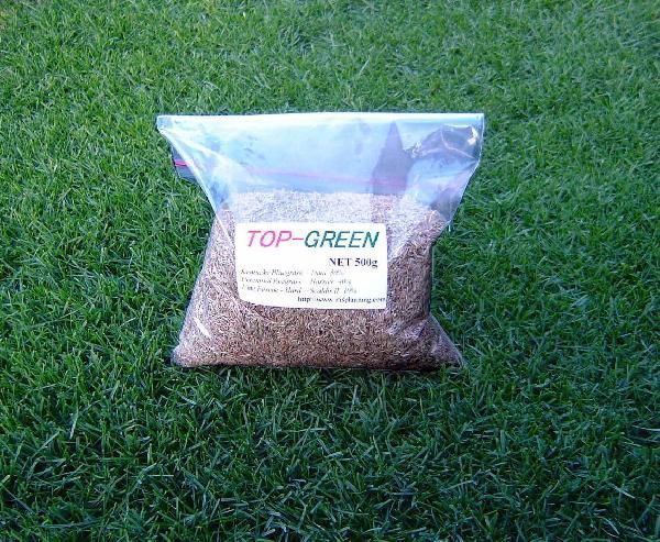 芝生の種・美しい緑を保つTOP-GREEN 500g×6(芝)送料無料_画像1