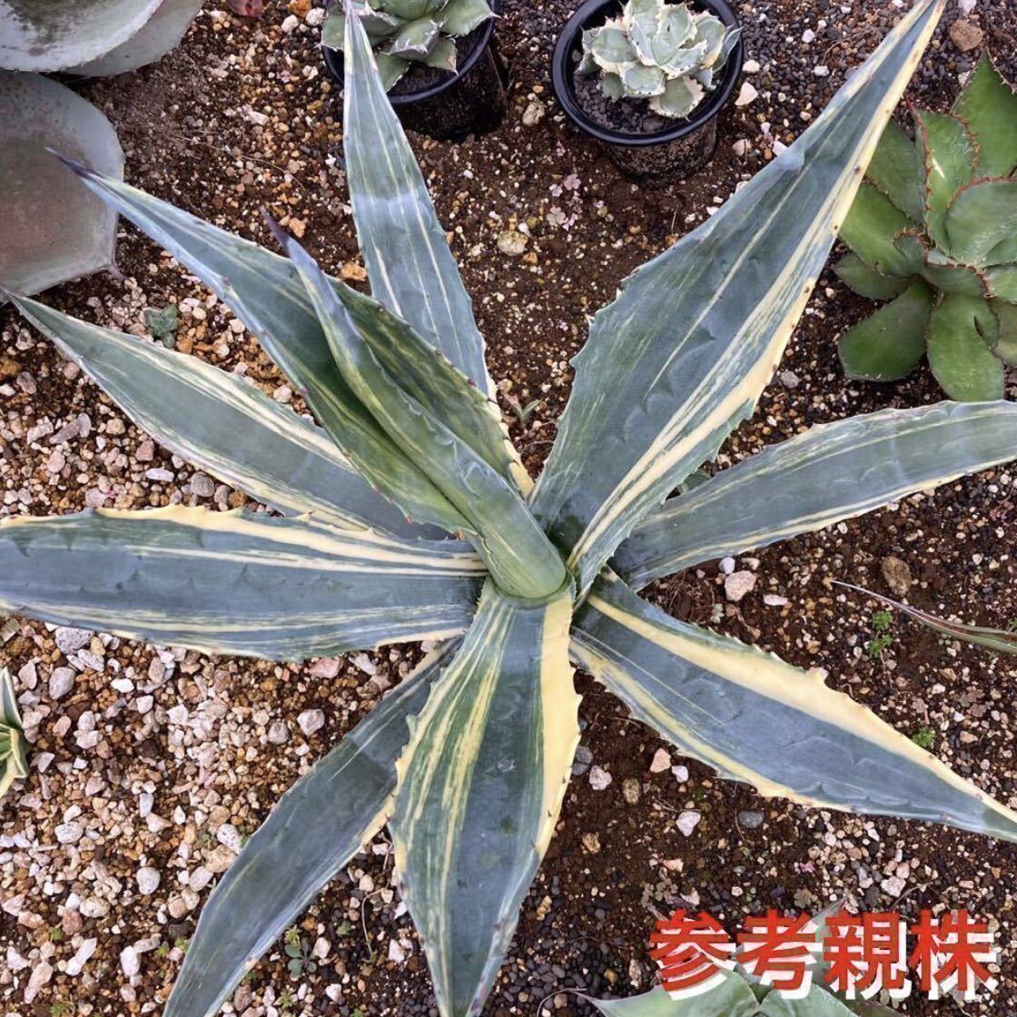 アガベ コロラータ中斑 【参考親株画像あり】 - 観葉植物