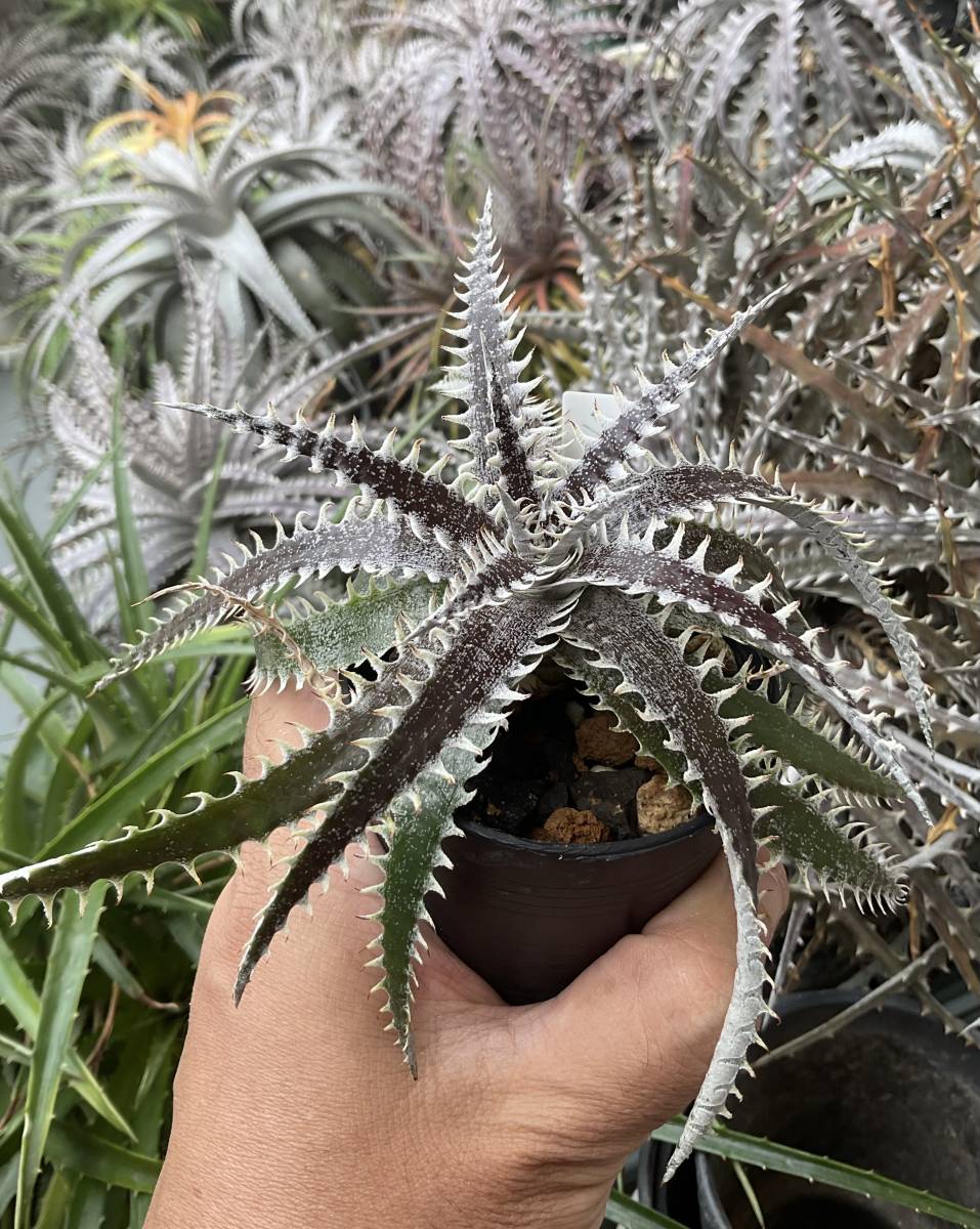 ディッキア　Dyckia ‘All Star’ 着生子株　1円スタート！_出品株