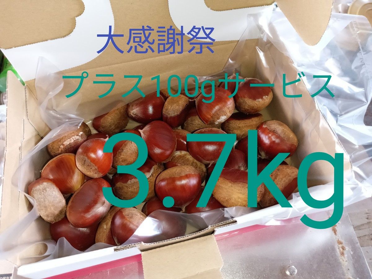 茨城県産　生栗　大2L  1.4キロ