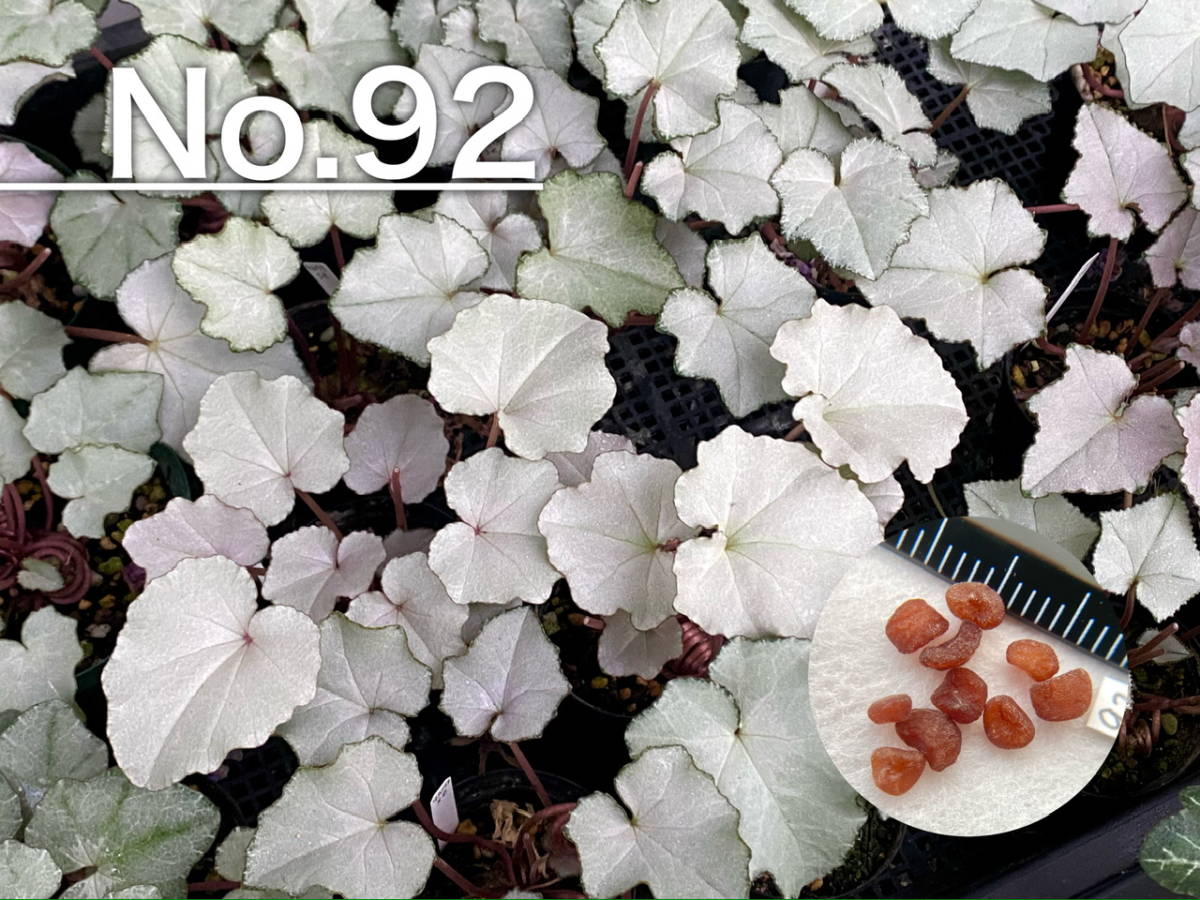 【種子】No.92 原種シクラメン C. hederifolium subsp. crassifolium CSE93073よりmix １０粒_画像1