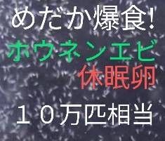 送料無料!　めだか爆食！高栄養価　ホウネンエビ　休眠卵　約10万匹相当　取説付　グッピー　金魚　　熱帯魚　ミジンコ　餌