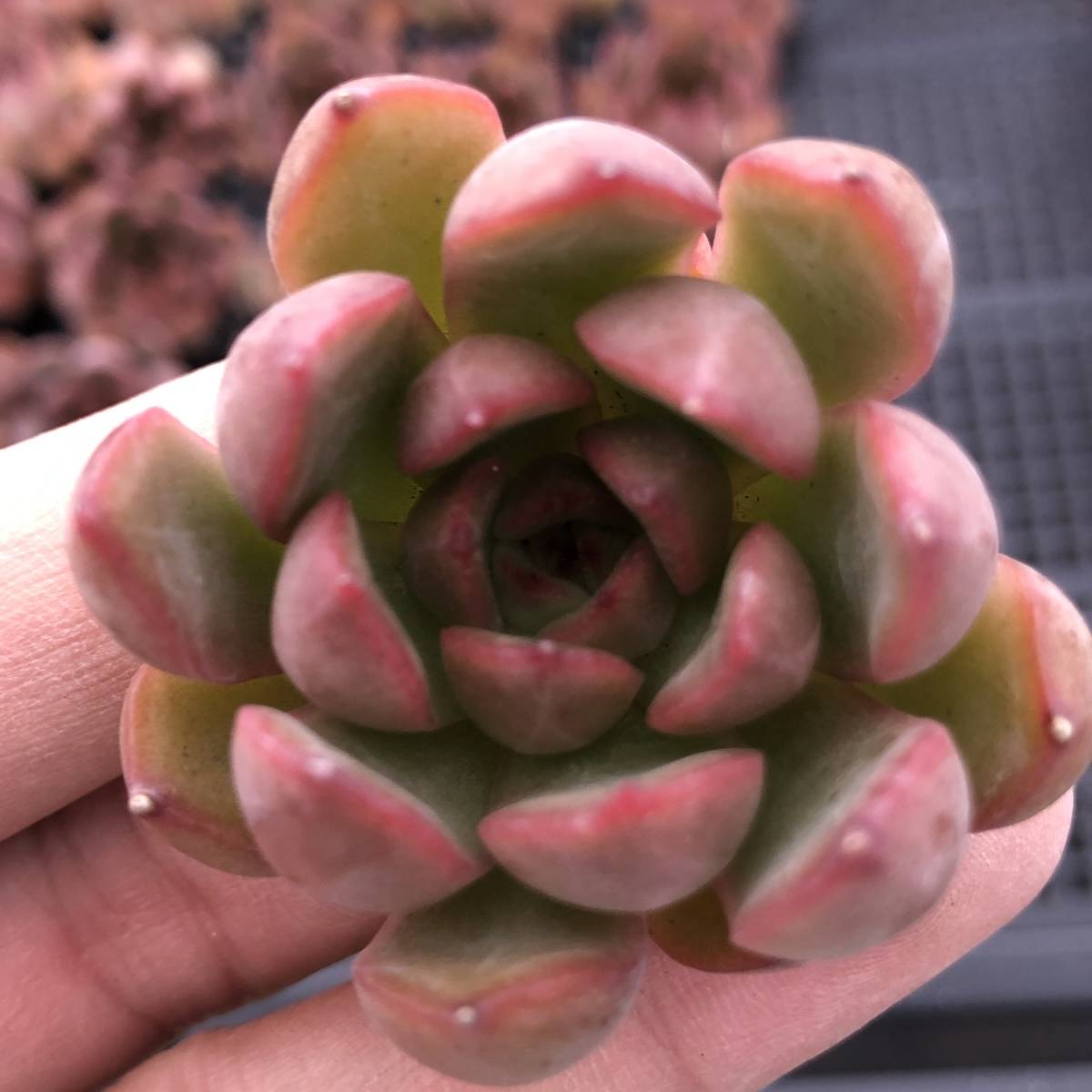 多肉植物24個 0919-D082 Echeveria Coloring Ring エケベリア カット苗 _画像2