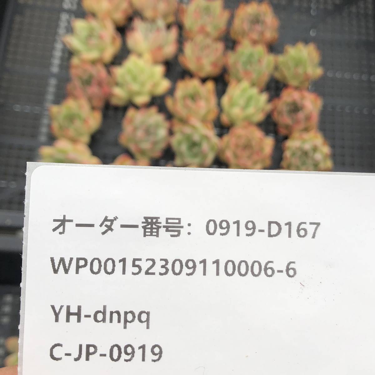 多肉植物24個 0919-D167 ホワイトエボニー エケベリア カット苗 _画像3