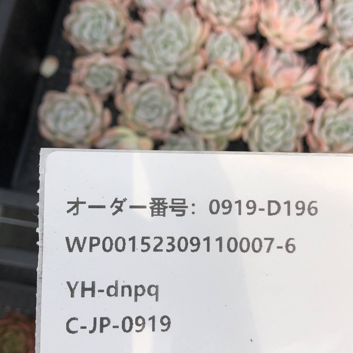 多肉植物24個 0919-D196 スノーボール エケベリア カット苗 _画像3