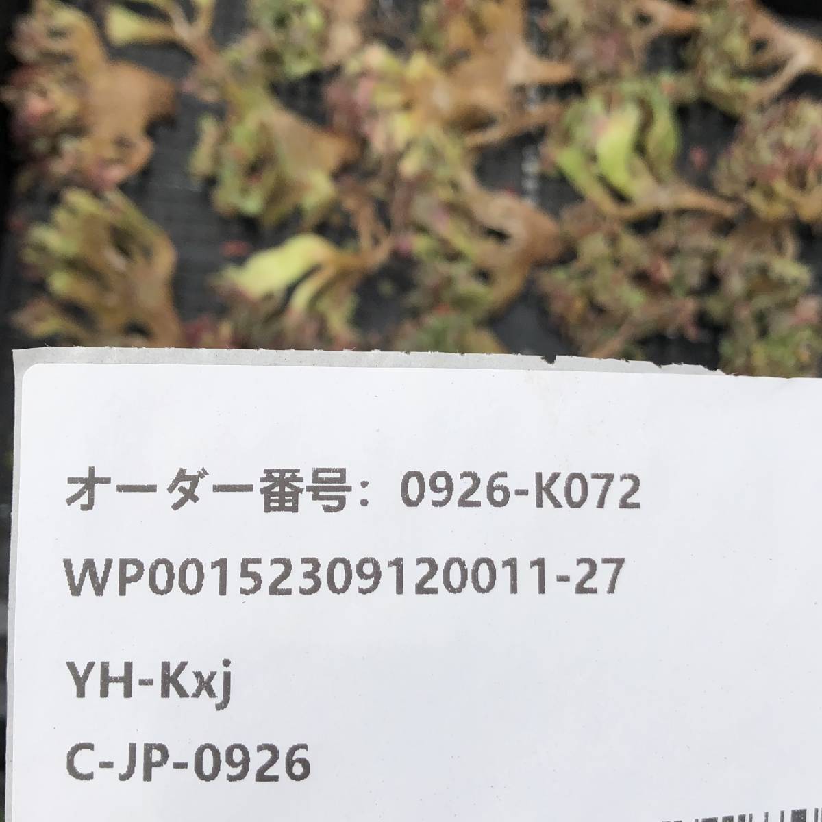 多肉植物22個 0926-K072 ビッグレッド綴化 エケベリア カット苗 _画像3