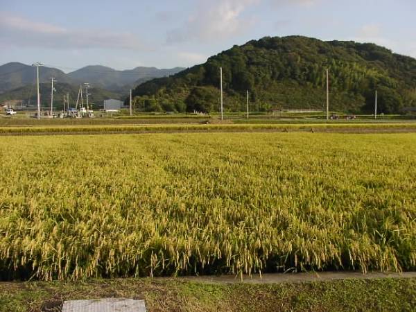  prompt decision agriculture house direct delivery . peace 4 year Hyogo prefecture production new rice Koshihikari brown rice 30kg