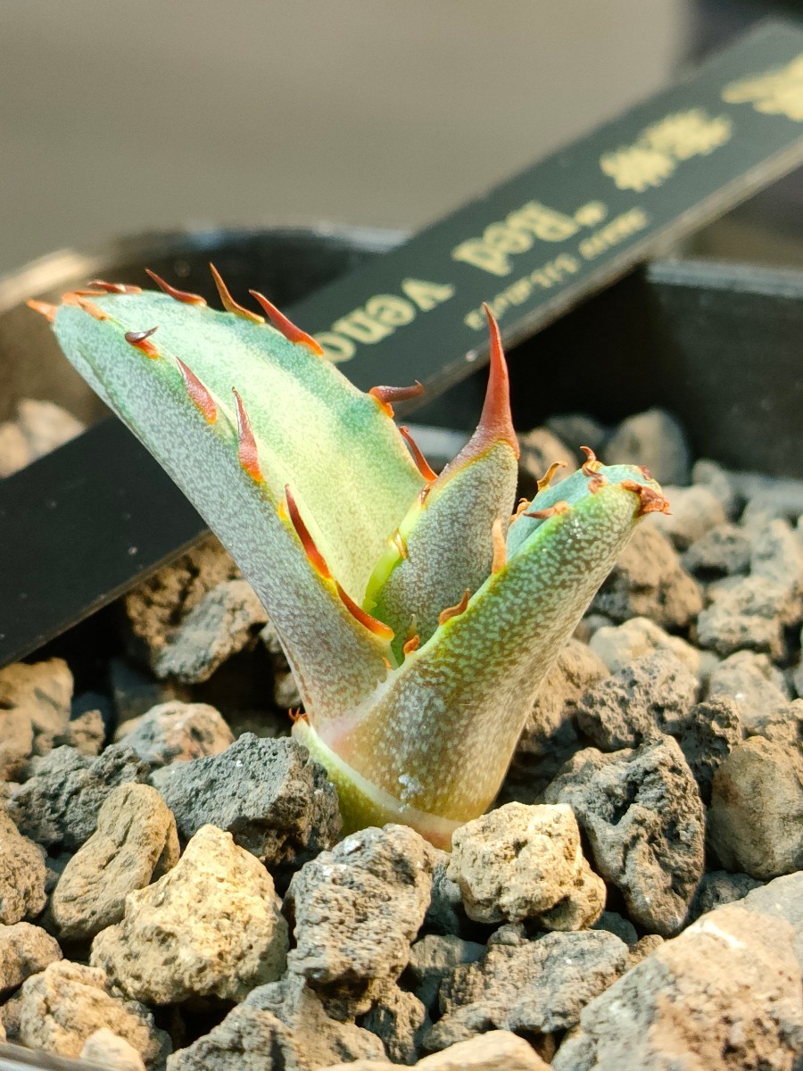 hiiro】稀少 アガベ レッドヴェノム 子株 agave titanota red venom