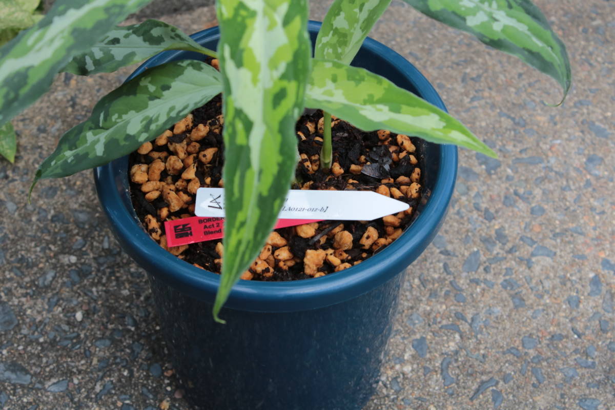 LA便】アグラオネマピクタム Aglaonema pictum 【LA0121-01z-b LA便】アグラオネマピクタム Aglaonema pictum 【LA0121-01z-b