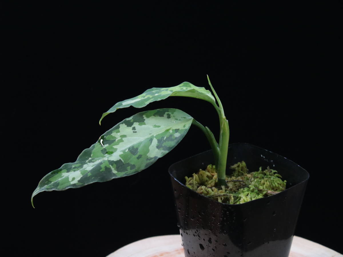 LA便】アグラオネマピクタム Aglaonema pictum 【LA0121-01z-b LA便】アグラオネマピクタム Aglaonema pictum 【LA0121-01z-b