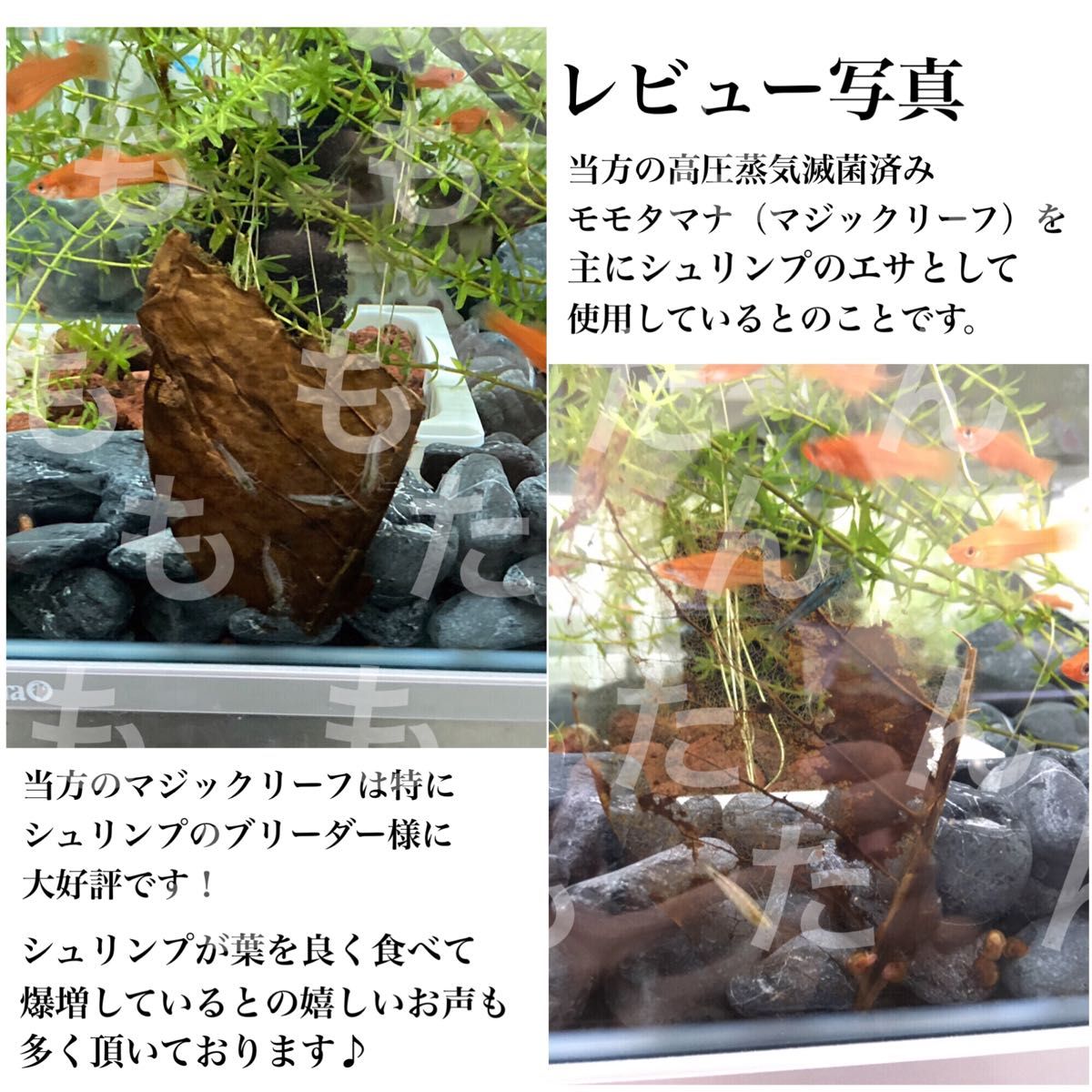高圧蒸気滅菌済み沖縄県産無農薬モモタマナ　半クラッシュ（破れの多い葉）500g マジックリーフ　20cm程の葉が250枚相当量