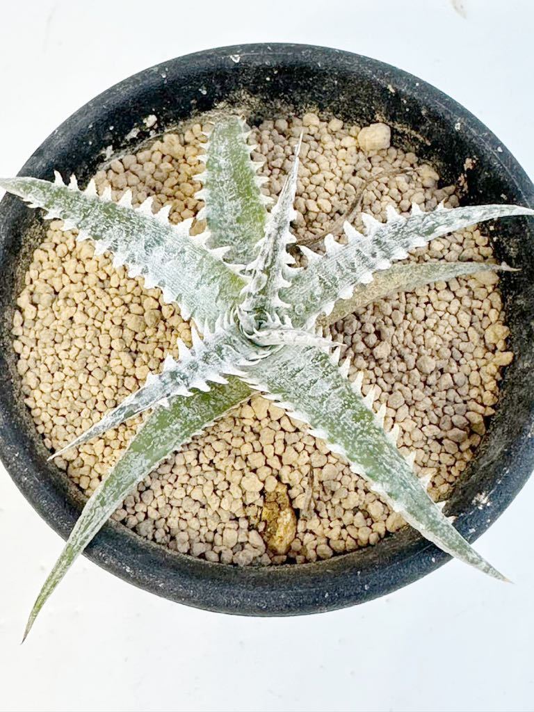 Dyckia(Jaws × Southbay) F1 ディッキア ジョーズ×サウスベイ 抜き苗は送料込◎子株 白くJawsの様な鋸歯が特徴　多肉植物　レア交配美種_画像5