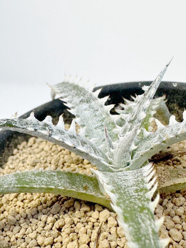 Dyckia(Jaws × Southbay) F1 ディッキア ジョーズ×サウスベイ 抜き苗は送料込◎子株 白くJawsの様な鋸歯が特徴　多肉植物　レア交配美種_画像3