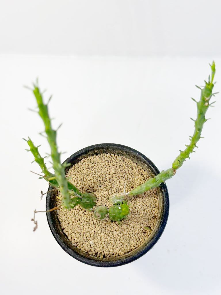 ユーフォルビア グロボーサ 玉鱗宝 Euphorbia globosa 抜き苗は送料込◎多肉 塊根 アフリカ原産 塊根あり 群生 コーデックス_画像5
