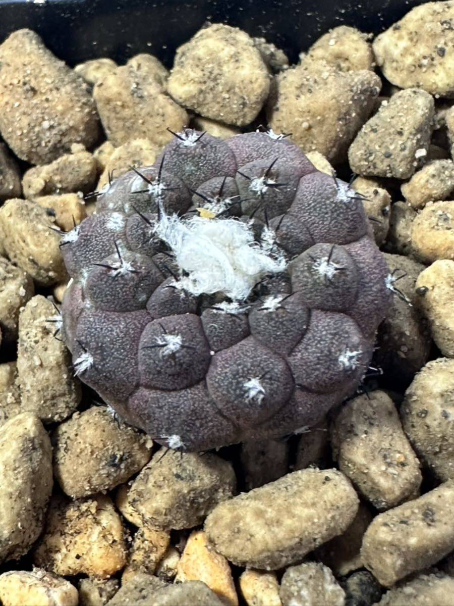 コピアポア ヒポガエア変種 バルクテンシスCopiapoa hypogaea var. barquitensis 輸入株カキコ 南米チリ原産 発根株 抜き苗は送料込◎_画像2