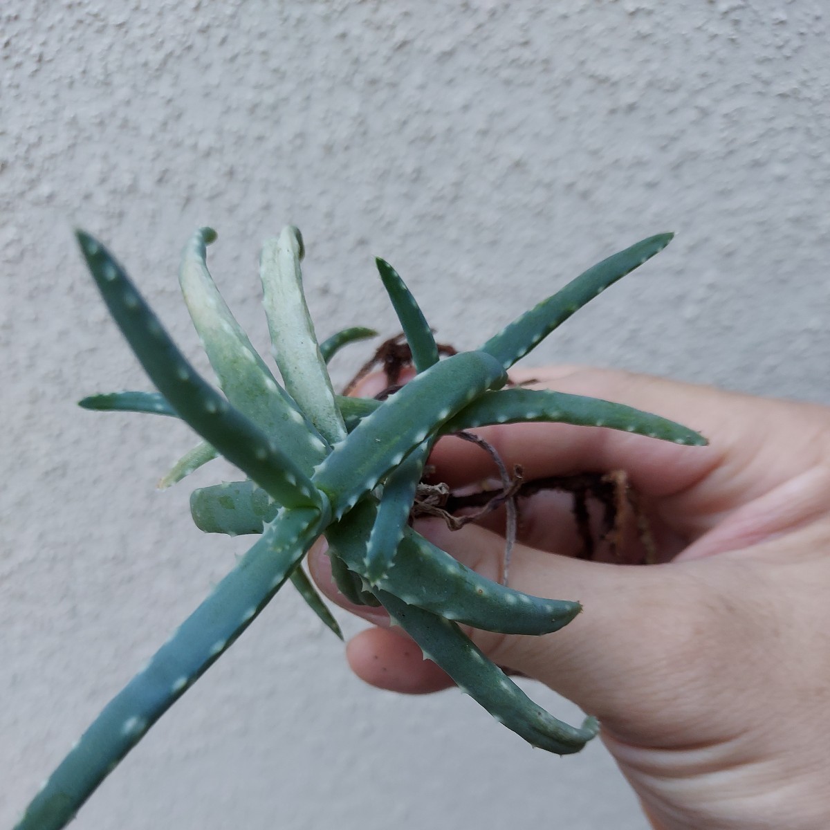  Aloe millotii アロエ ミロッティ_画像3