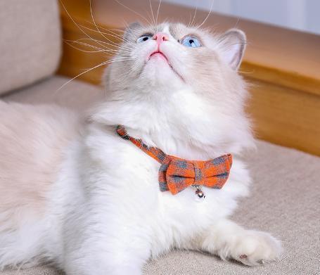 [ free shipping ] orange popular check ribbon cat for for pets necklace safety buckle safety 