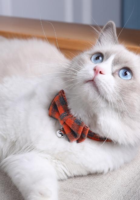 [ free shipping ] orange popular check ribbon cat for for pets necklace safety buckle safety 