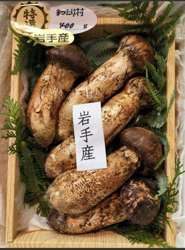 岩手県産 10/6入荷分 つぼみ 国産松茸 国産 岩手県産 A級品【天然 大