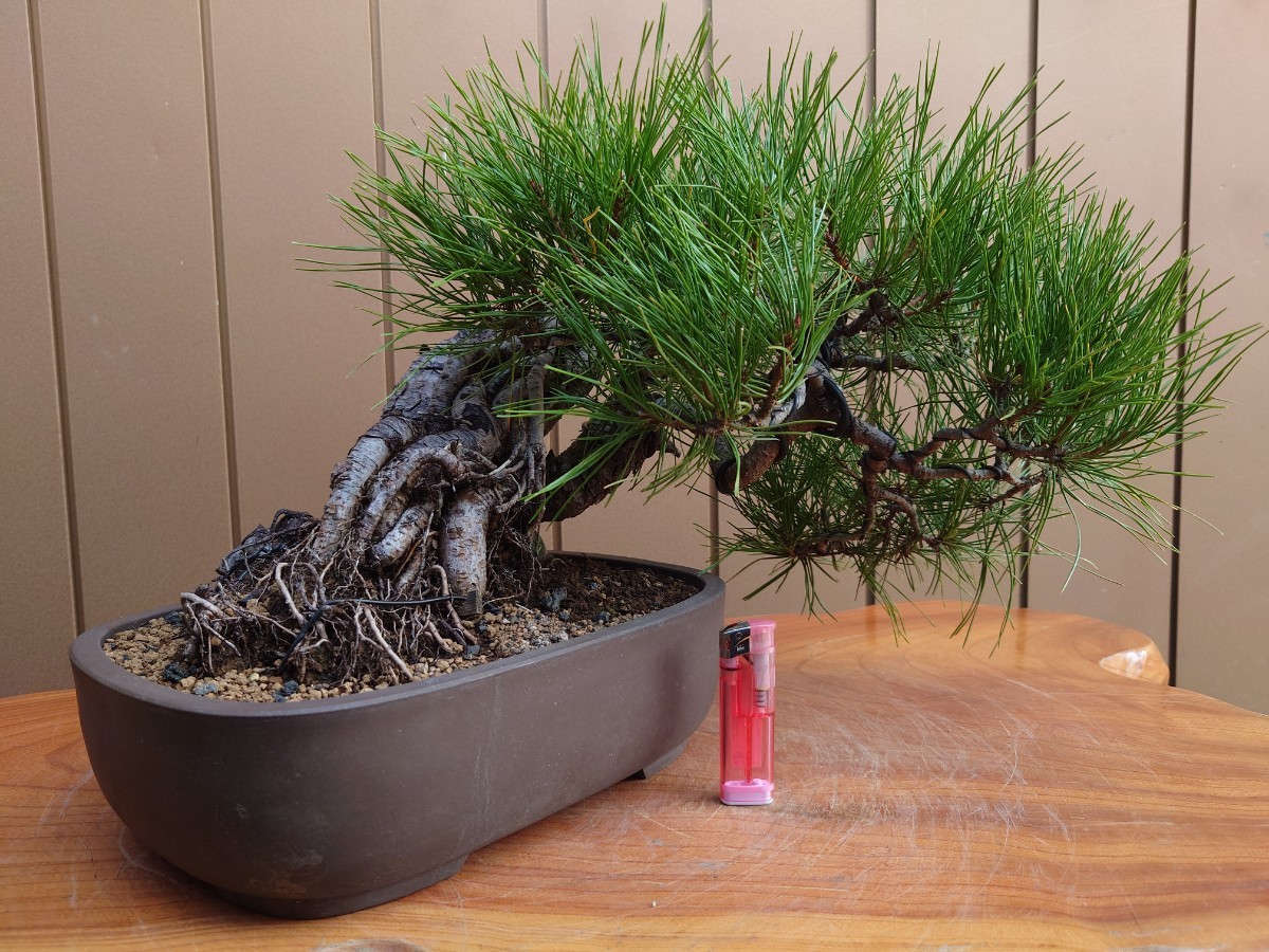  bonsai red pine top and bottom 30cm