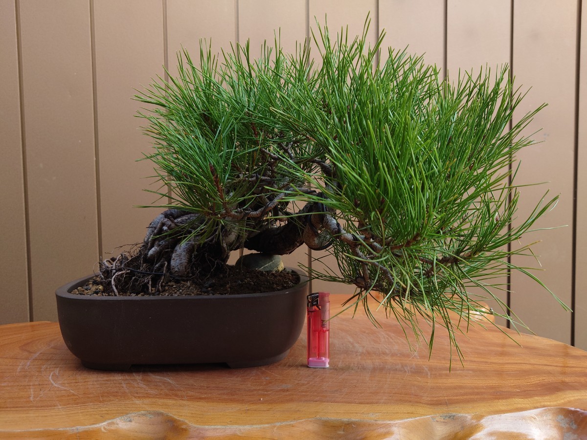  bonsai red pine top and bottom 30cm