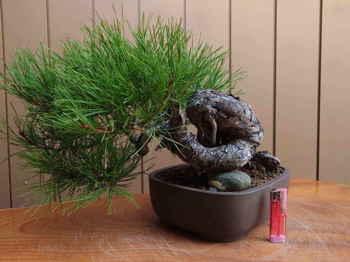  bonsai red pine top and bottom 30cm
