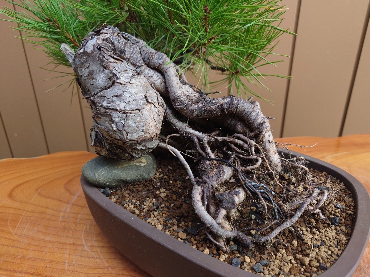  bonsai red pine top and bottom 30cm