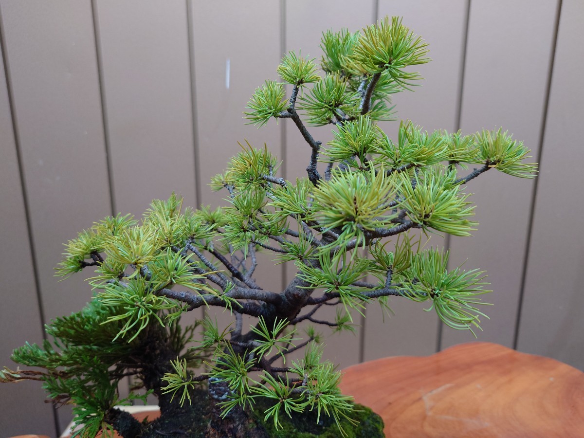 盆栽 五葉松 樹高30cm|松 盆栽 五葉松 樹高30cm|松