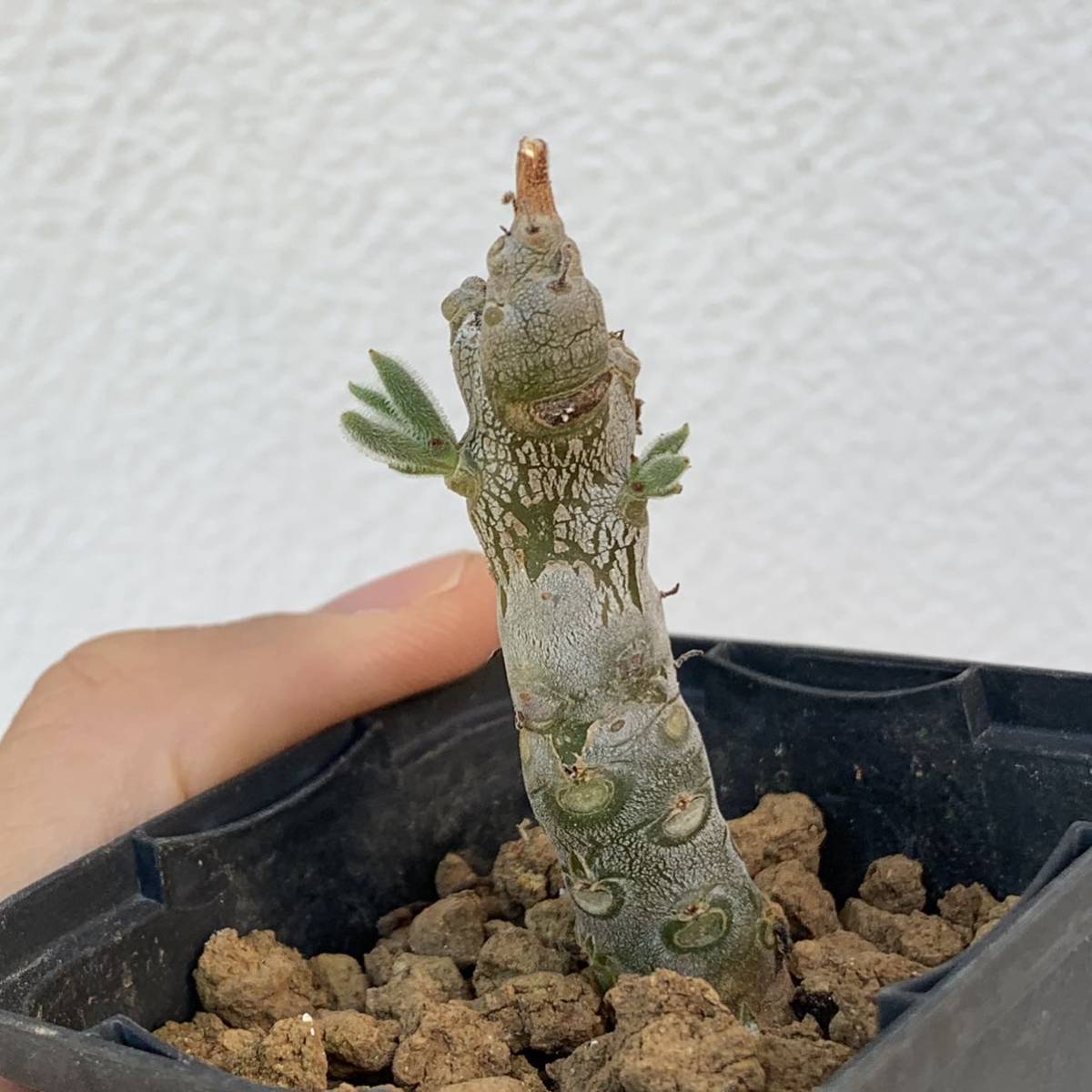 Tylecodon leucothrix 挿し木 チレコドン レウコスリクス 挿し木もよく太ります（多肉植物 観葉植物 塊根植物 コーデックス ）_画像5