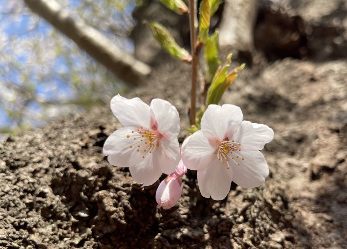 桜 ソメイヨシノ 挿し穂 12本 ■送料無料 ゆうパケット /sakura さくら 庭木 植木 染井吉野 挿し木 特急発送 antique 庭木の画像4