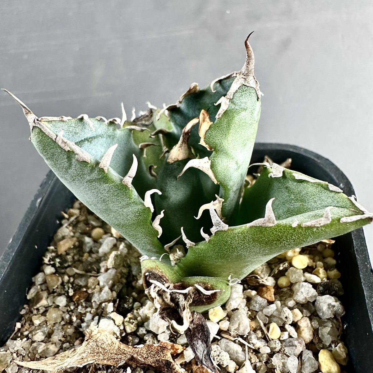 多肉植物アガベ チタノタ金鯨強刺し極上中株-